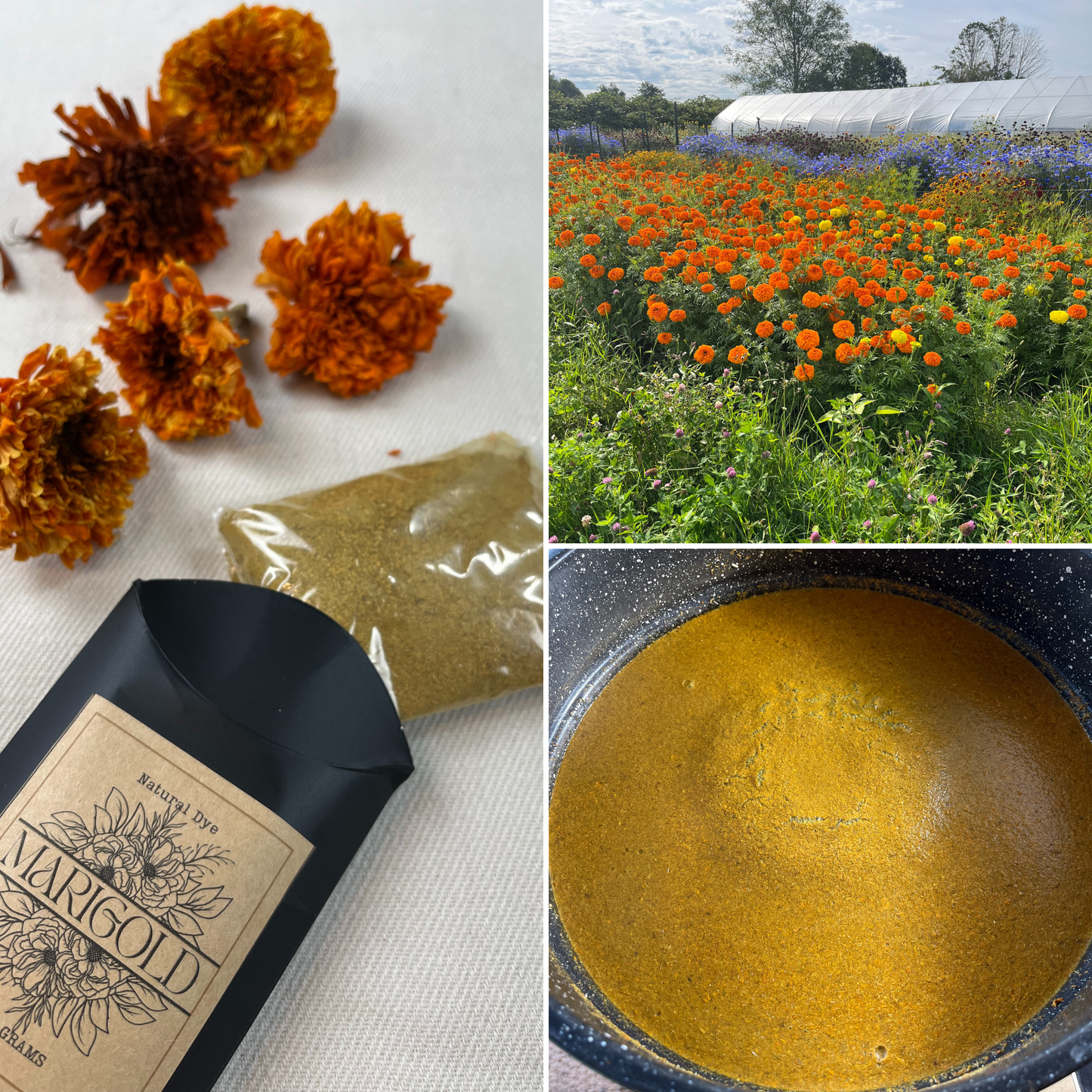 Marigold dye featured for natural dye textile kit, shown in various forms: dried marigold flowers, powdered dye, fresh marigolds growing in a field, and marigold petals simmering in a dye pot—ideal for botanical fabric dyeing and eco-friendly crafts